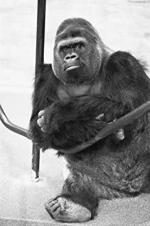 Loneliness Prints: 5th November 1975; Guy the gorilla seen here on the 28th anniversary of his arrival