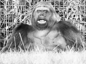 00889 Prints: 5th November 1975; Guy the gorilla seen here on the 28th anniversary of his arrival