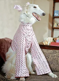 6 month old elegant Borzoi Gold Dust dressed for Christmas party in pink sequin shimmer