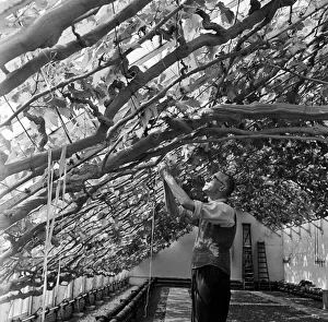 Middlesex Prints: 600 bunches of grapes are growing on the great vine at Hampton Court Palace