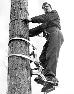 Forestry Prints: On top of a 62 foot high Corsican pine with a panoramic view was 23 year old Ken Mosley