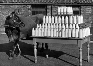 Agriculture Prints: A 7-year-old Jersey cow takes a look at her world record dayOs work