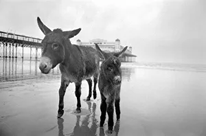 7 years old donkey and foal Jan. January 1975 75-00258-006