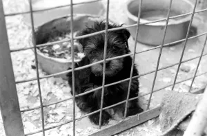 Puppies Prints: Some of the abandon puppies at a animal charity re-homing centre for unwanted
