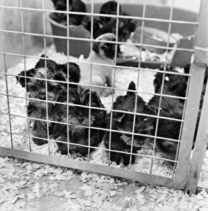 00062 Prints: Some of the abandon puppies at a animal charity re-homing centre for unwanted