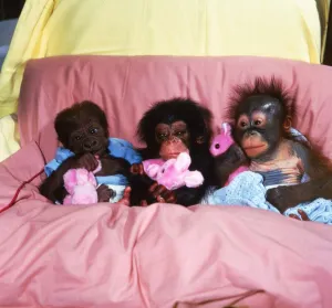 Orangutans Prints: Abandoned baby apes in bed together with pink cuddly rabbit stuffed toys Asante