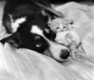 00077 Prints: They had been abandoned by the riverside. nEstheri a smooth haired border collie 2