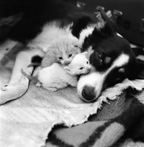 They had been abandoned by the riverside. nEstheri a smooth haired border collie 2