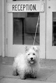 Abandoned West highland white terrier Cindy at Lundt- Smith kennels in Elstree