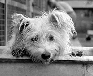 Abandoned West highland white terrier Cindy at Lundt- Smith kennels in Elstree