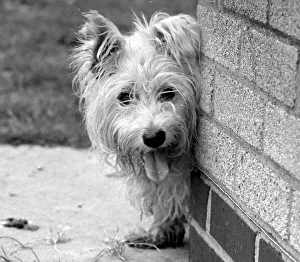 00043 Prints: Abandoned West highland white terrier Cindy at Lundt- Smith kennels in Elstree
