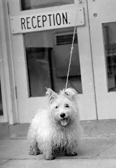 Abandoned West highland white terrier Cindy at Lundt- Smith kennels in Elstree