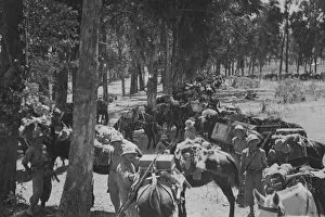 01022 Collection: Abyssinian War October 1935 A Italian mule train on its way to the advance outpost
