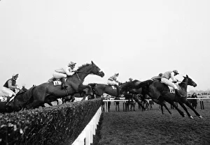 Jump Prints: Action shot at beginning of the 1984 Cheltenham Gold Cup 14th March 1984