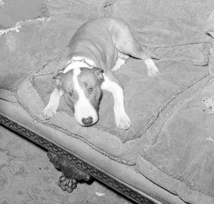 Actor Eric Portmans dog Toffee seen here waiting for his masters return