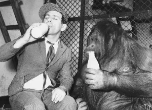00141 Prints: Actor Norman Wisdom drinking bottles of milk with an Orangutan September 1955