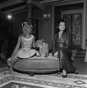 Mmm001 Prints: Actress Hayley Mills November 1963 with cheetah and actress Pola Negri on the set