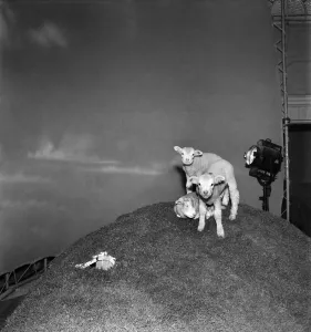 00021 Prints: Actress Jean Simmons with Lambs. October 1948 O15147-002