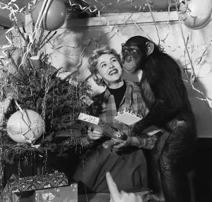Checkered Prints: Actress Jill Adams attends a chimps Christmas party December 1955