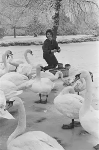 River Prints: Actress Mandy Miller, former child film star is pictured here feeding swans on the river