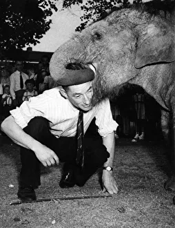 00033 Prints: Affectionate Dumbo the elephant at the London Zoo eats half a hundred weight of apples