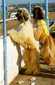 Afgan Hound Dogs - October 1991 standing upright on their hind legs at a dog race