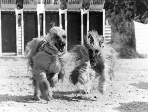 Afghan hound racing at Wembley Staidum Two long haired dogs racing as they are