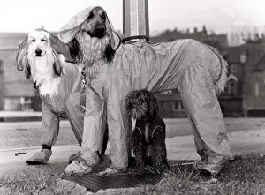 Protective Clothing Prints: Afghan hounds cinderella and Oliver wearing showerproof trouser suits boots