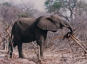 An African elephant uproots a tree in Hwange National Park, Zimbabwe