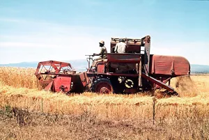 Dramatic Prints: African farmer harvesting wheat on lower slopes of Mt Kenya near Nanyuki Africa