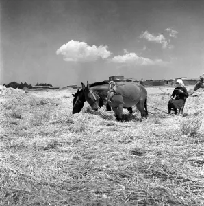 00037 Prints: Agriculture: Cyprus Threshing and Winnowing on the fertile plain of Cyprus
