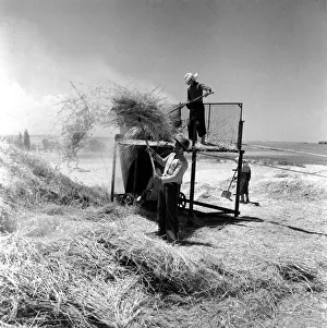 Agriculture: Cyprus Threshing and Winnowing on the fertile plain of Cyprus