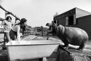 With the aid of an old bath tub Ernie the hippo after his mud beauty treatment gets a