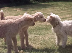 Core5 Prints: Ainsley and his sister Abbigale the baby goats who were rejected by their mother meet