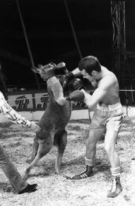 Alan Minter vs The Hopping Aussie Boxing Alan Minter Britain