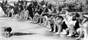 Alsatian Prints: Alastians being put to the test at the police dog training centre whislt the cat takes it