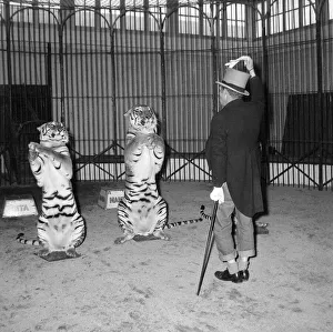 Alex Kerr and tiger Khan Tigers sitting up on their hind legs December 1957