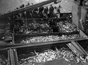 Alfieri. Mackerel fishing at Newlyn, Cornwall. View of Mackerel on deck of Lowestoft