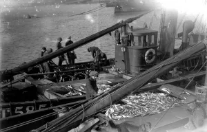 Fish Prints: Alfieri Snr. Mackerel Fishing at Newlyn, Cornwall. Lowestoft Drifter empties its nets