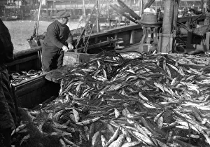 Alfieri Snr. Mackerel Fishing at Newlyn, Cornwall. Lowestoft Drifter empties its nets