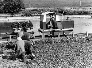 Agriculture Prints: All Aboard the Watercress Express: Water cress farmer John Jesty doesn