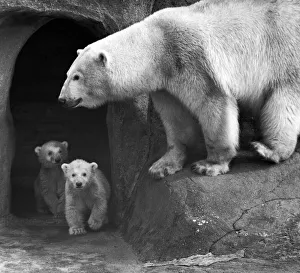 Bears Prints: Its all clear you can come out now. Polar Bear twins Aurora