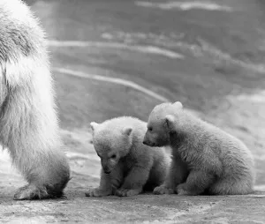 00926 Prints: Its all clear you can come out now. Polar Bear twins Aurora