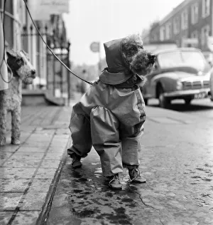 All set for a wet weekend. Latest fashion for dogs is this silk mackintosh suit with hat