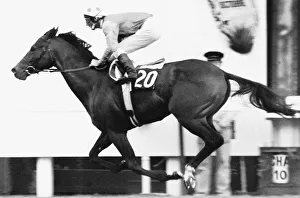 Alleged being riden by Lester Piggott passing the winning post at the Prix De LArc