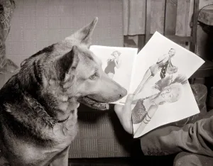 Alsatian dog Rita looking at photos and pictures of women as she judges a beauty
