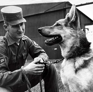 Teeth Prints: Alsatian Dog serving in the U. S. Army base in Alconbury