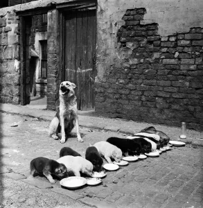 Alsatian Lassie with her litter of thirteen puppies all drinking from plates in