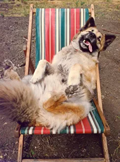 Sun Bathing Prints: This Alsation dog is enjoying a sun bathing sesssion on his deckchair