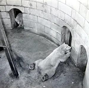 Aly, the Belle Vue polar bear lies close to the den of his wife at the Manchester zoo